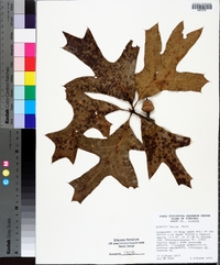 Quercus laevis image