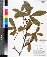 Quercus laurifolia image