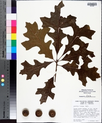 Quercus lyrata image