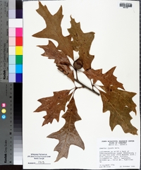 Quercus lyrata image