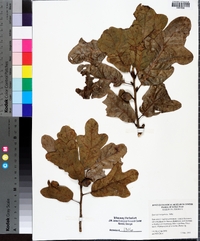 Quercus margaretta image