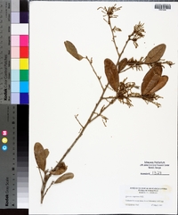 Quercus virginiana image