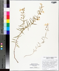 Dicerandra linearifolia image