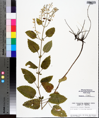 Scutellaria incana image