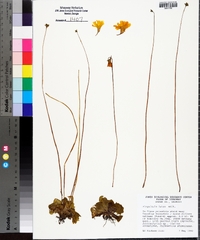 Pinguicula lutea image