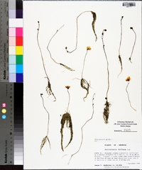 Utricularia gibba image