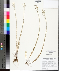 Linum medium var. texanum image