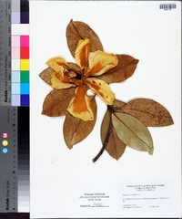 Magnolia grandiflora image