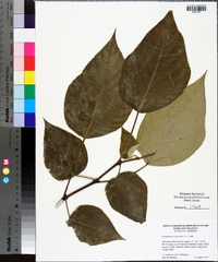 Broussonetia papyrifera image