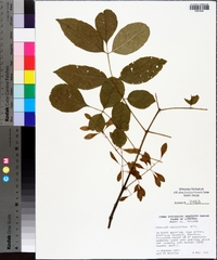 Fraxinus caroliniana image