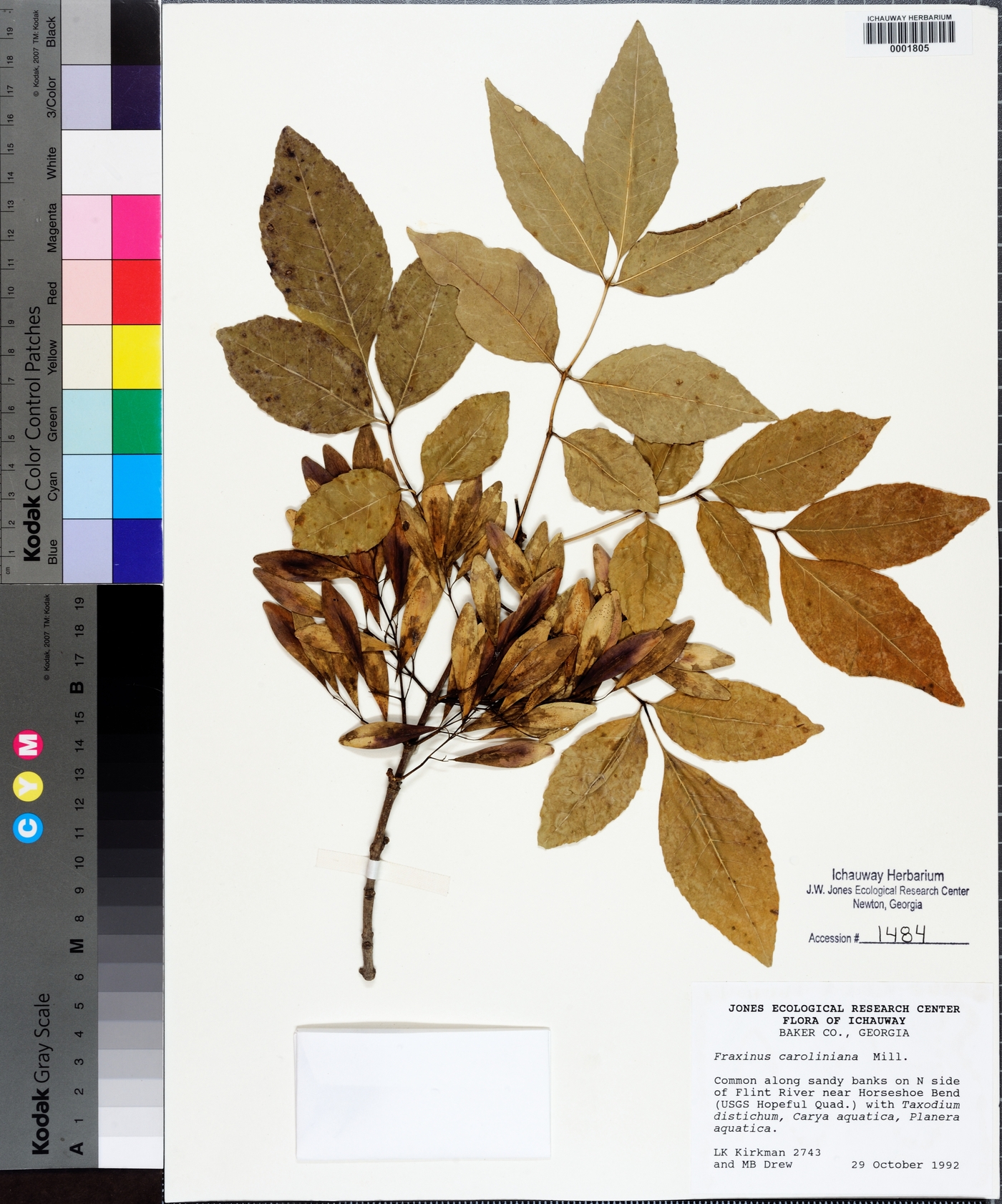 Fraxinus caroliniana image