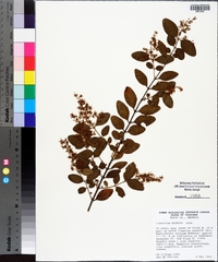 Ligustrum sinense image