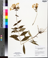 Phlox glaberrima image