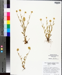 Polygala lutea image