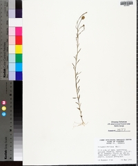 Polygala mariana image