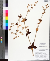 Eriogonum tomentosum image