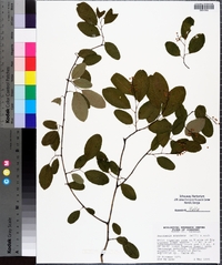 Berchemia scandens image