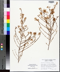 Ceanothus microphyllus image