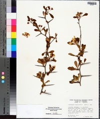 Crataegus aestivalis image