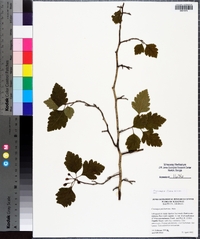 Crataegus flava image