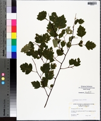 Crataegus flava image