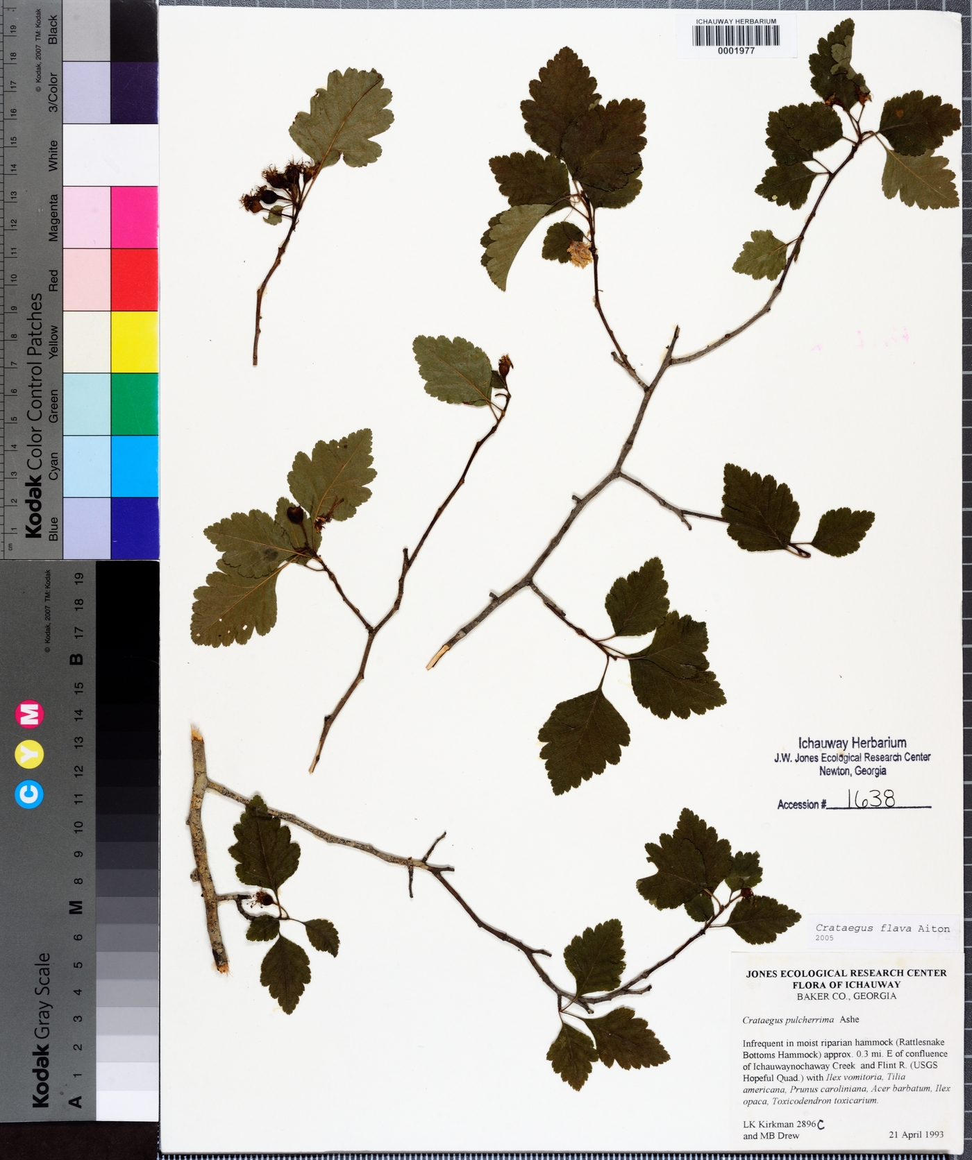 Crataegus flava image