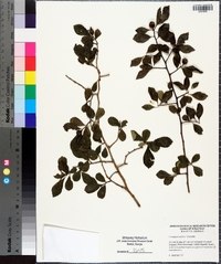 Crataegus uniflora image