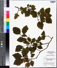 Crataegus viridis image