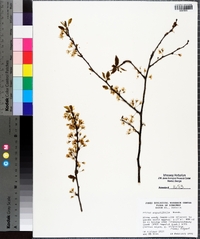 Prunus angustifolia image