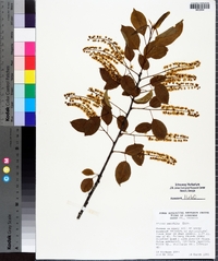 Prunus serotina var. serotina image