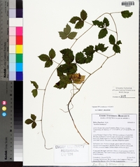 Rubus flagellaris image