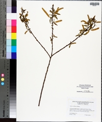 Salix caroliniana image