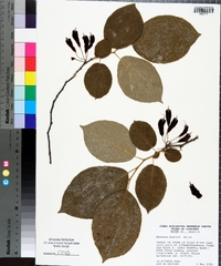 Halesia diptera image