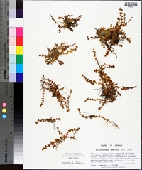 Micranthemum umbrosum image