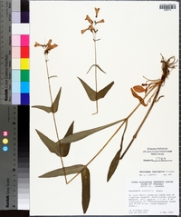 Penstemon laevigatus image