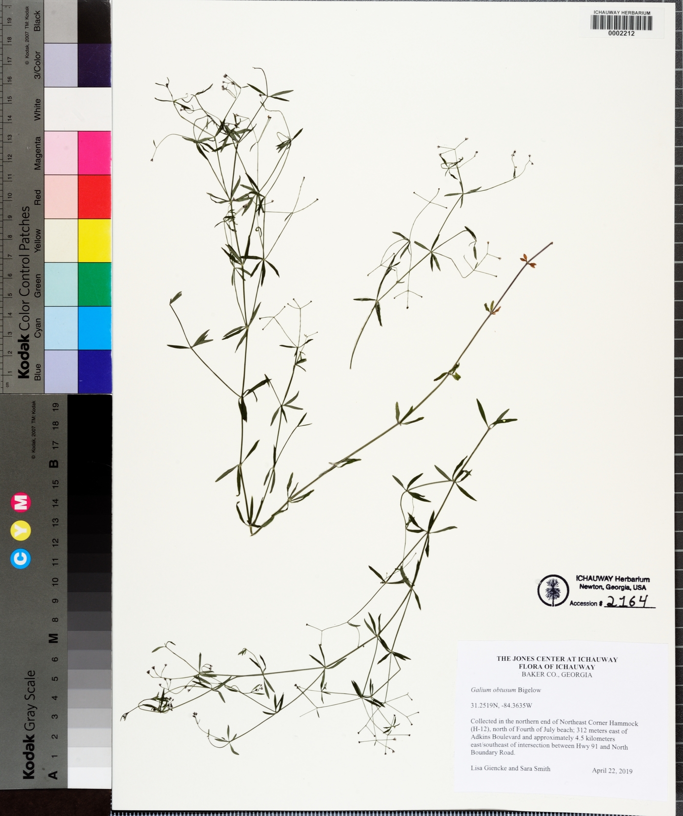 Galium obtusum subsp. filifolium image