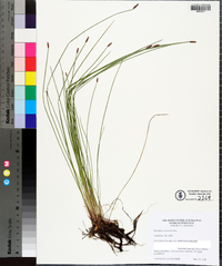 Eleocharis tricostata image