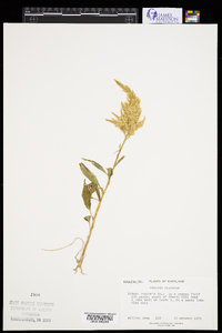 Celosia argentea image