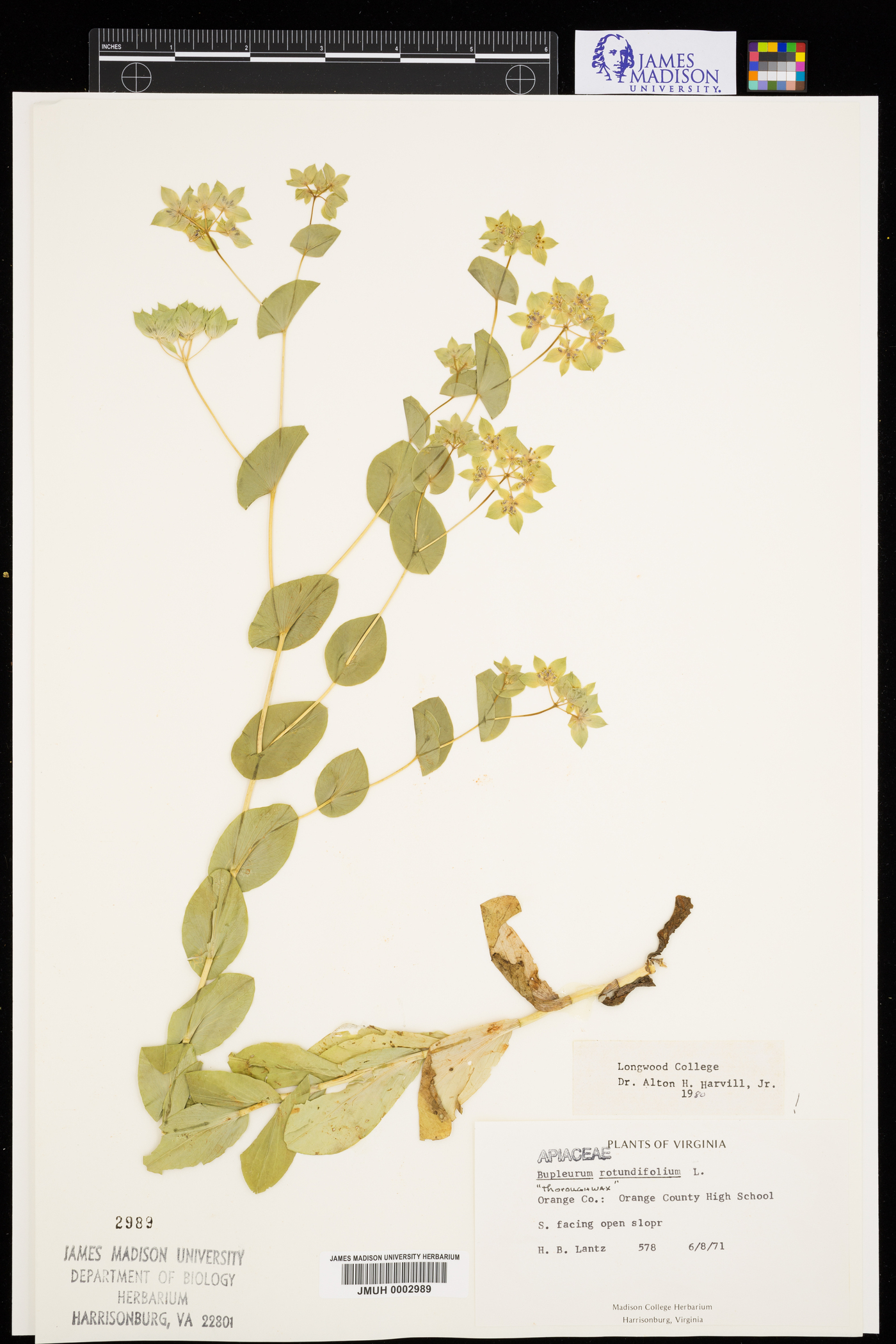 Bupleurum rotundifolium image