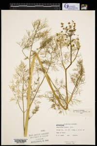 Foeniculum vulgare image