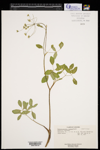 Taenidia montana image