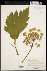 Heracleum maximum image