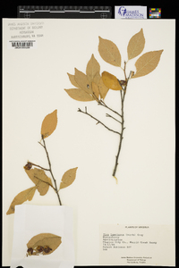 Ilex laevigata image