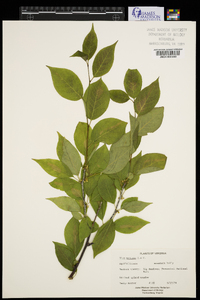 Ilex montana image