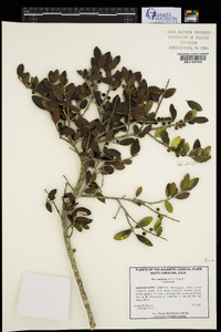 Ilex vomitoria image