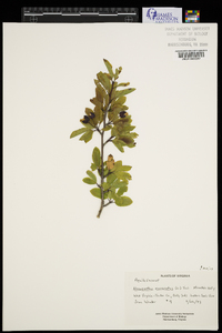 Ilex mucronata image