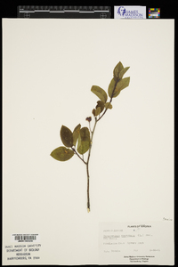 Ilex mucronata image