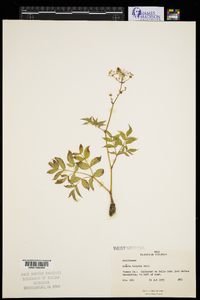 Aralia hispida image