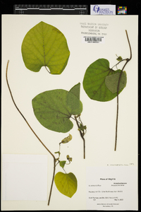 Aristolochia macrophylla image