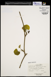 Aristolochia macrophylla image